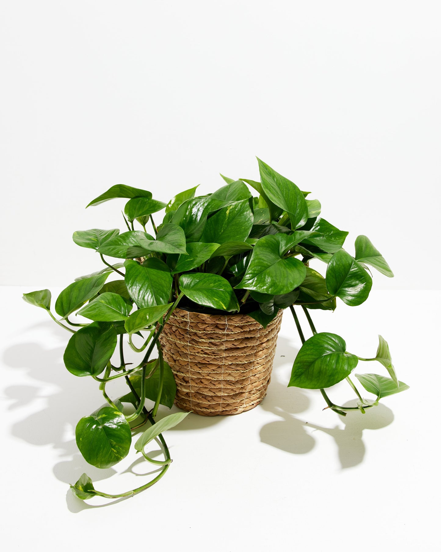Lively Root - Golden Pothos Plant