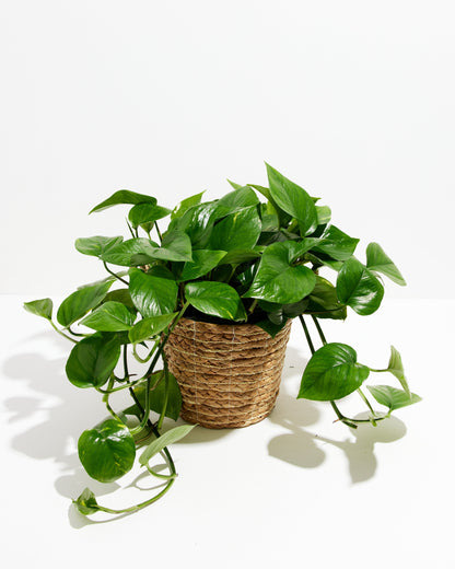 Lively Root - Golden Pothos Plant
