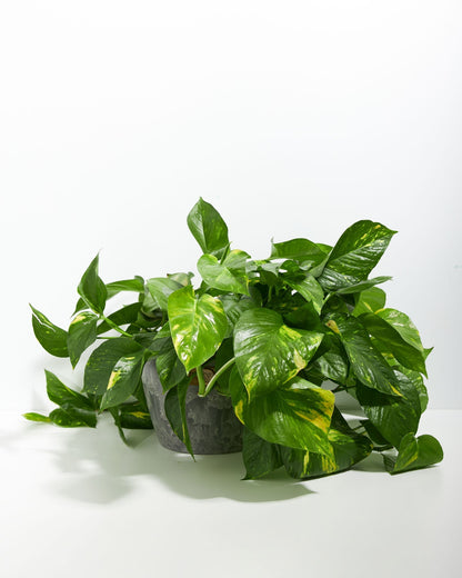 Lively Root - Golden Pothos Plant