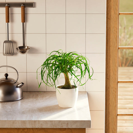 Lively Root - Ponytail Palm Tree