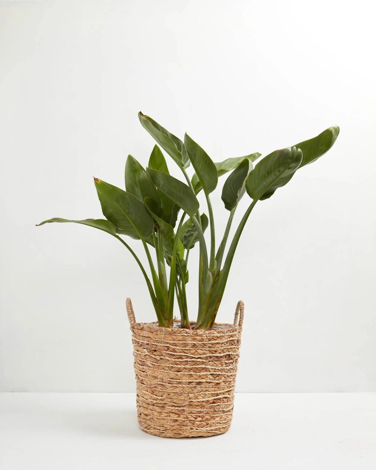 Lively Root - Orange Bird of Paradise