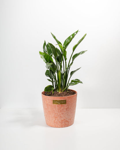 Lively Root - Orange Bird of Paradise