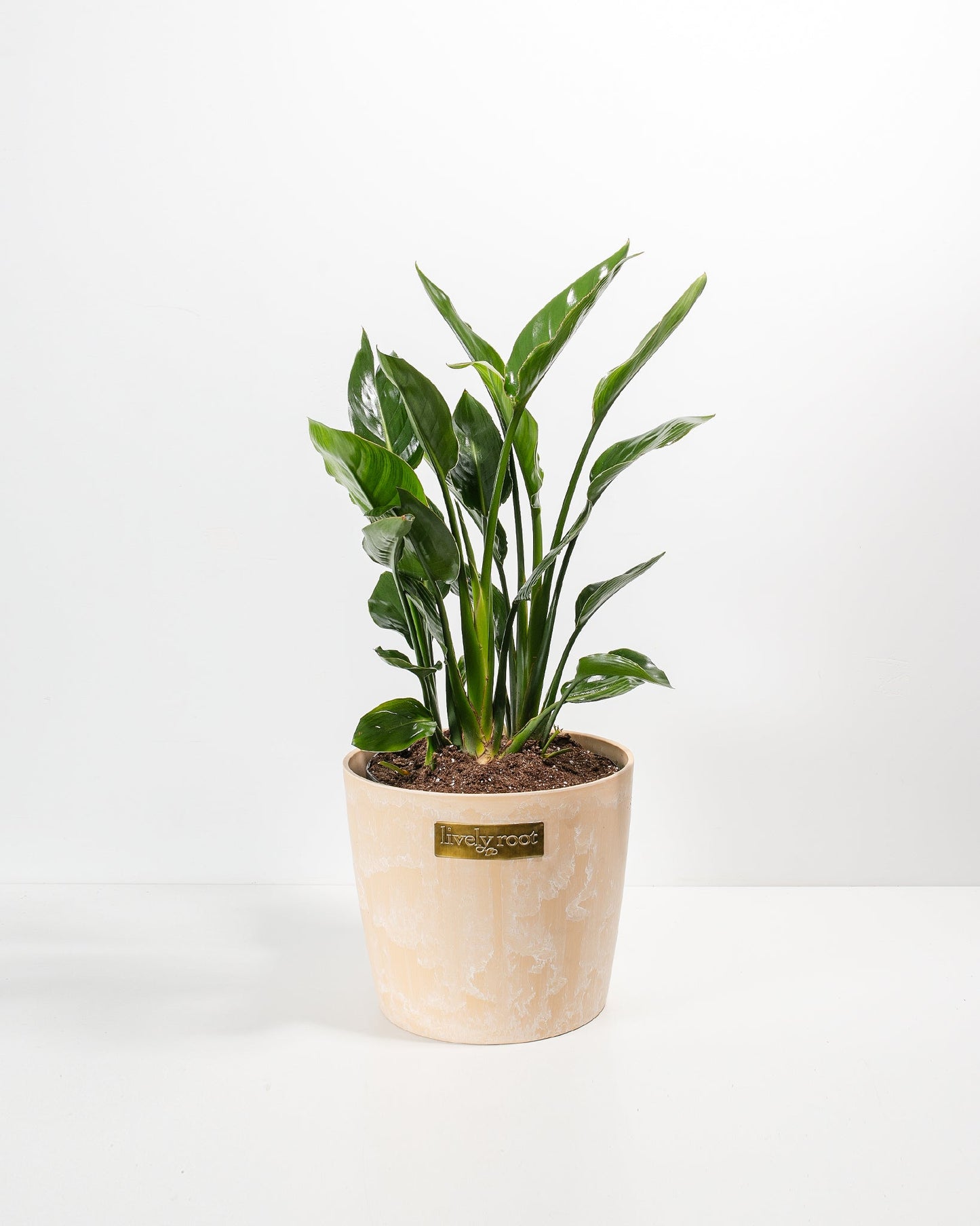 Lively Root - Orange Bird of Paradise