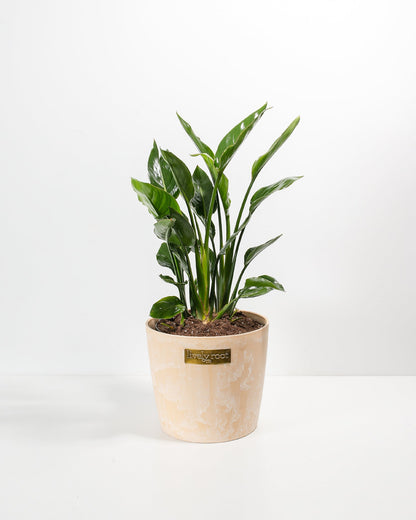 Lively Root - Orange Bird of Paradise
