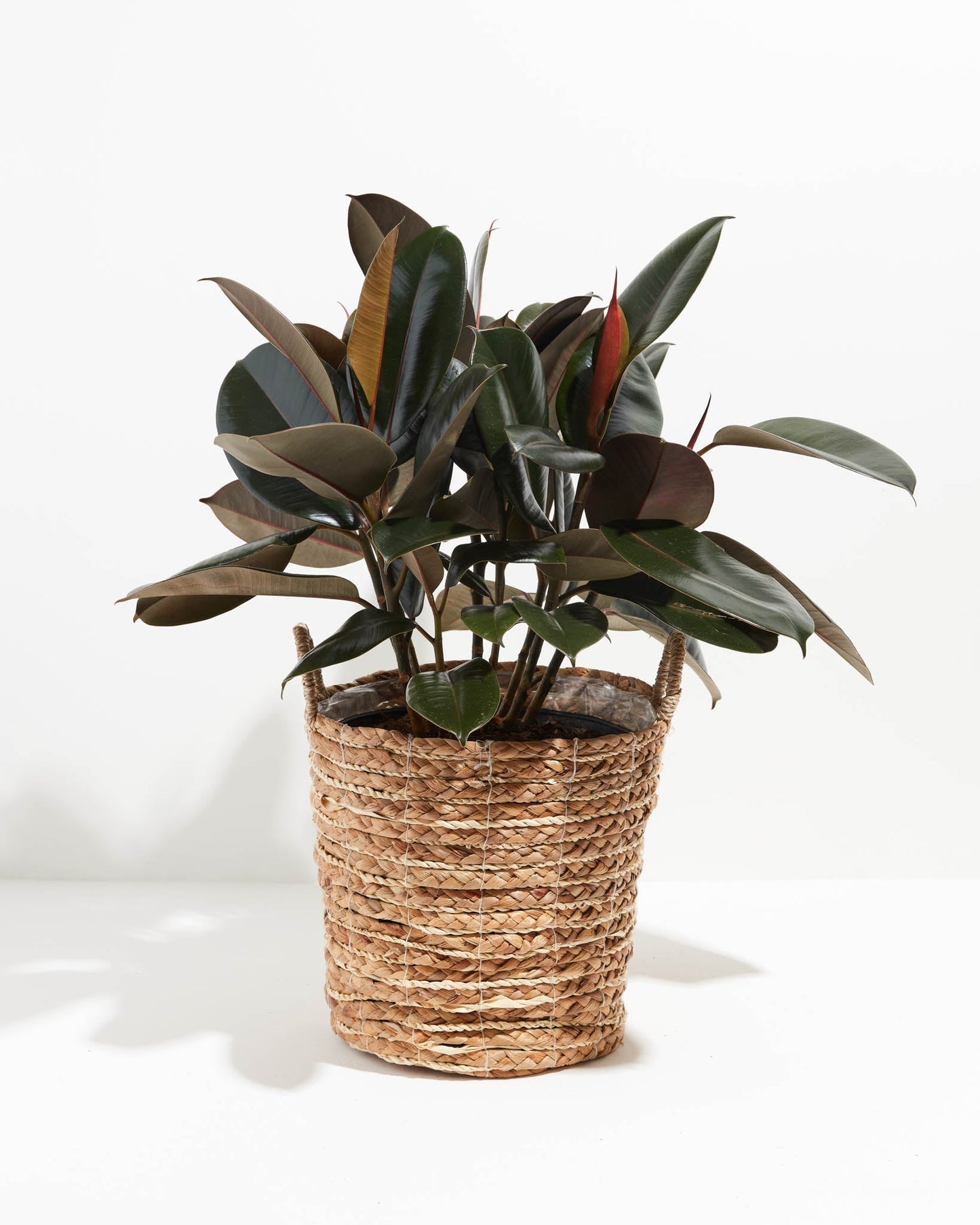 Lively Root - Ficus Elastica - Burgundy Rubber Tree