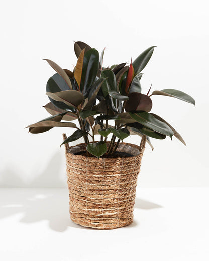 Lively Root - Ficus Elastica - Burgundy Rubber Tree