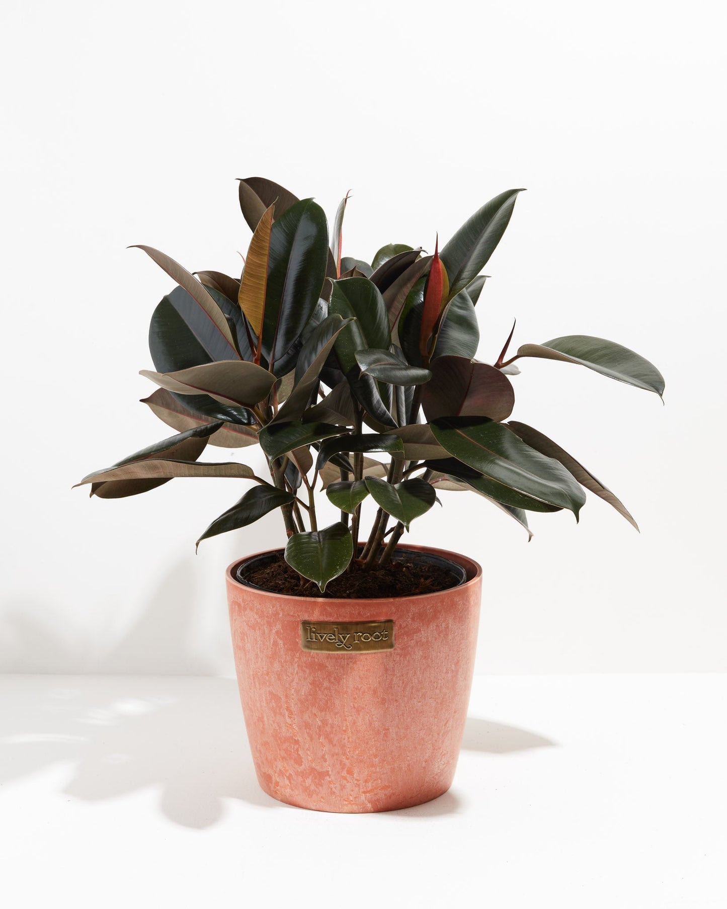 Lively Root - Ficus Elastica - Burgundy Rubber Tree