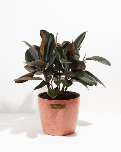 Lively Root - Ficus Elastica - Burgundy Rubber Tree