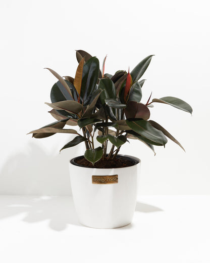 Lively Root - Ficus Elastica - Burgundy Rubber Tree