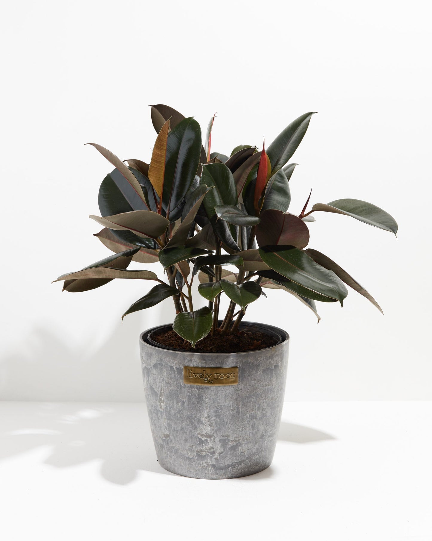 Lively Root - Ficus Elastica - Burgundy Rubber Tree