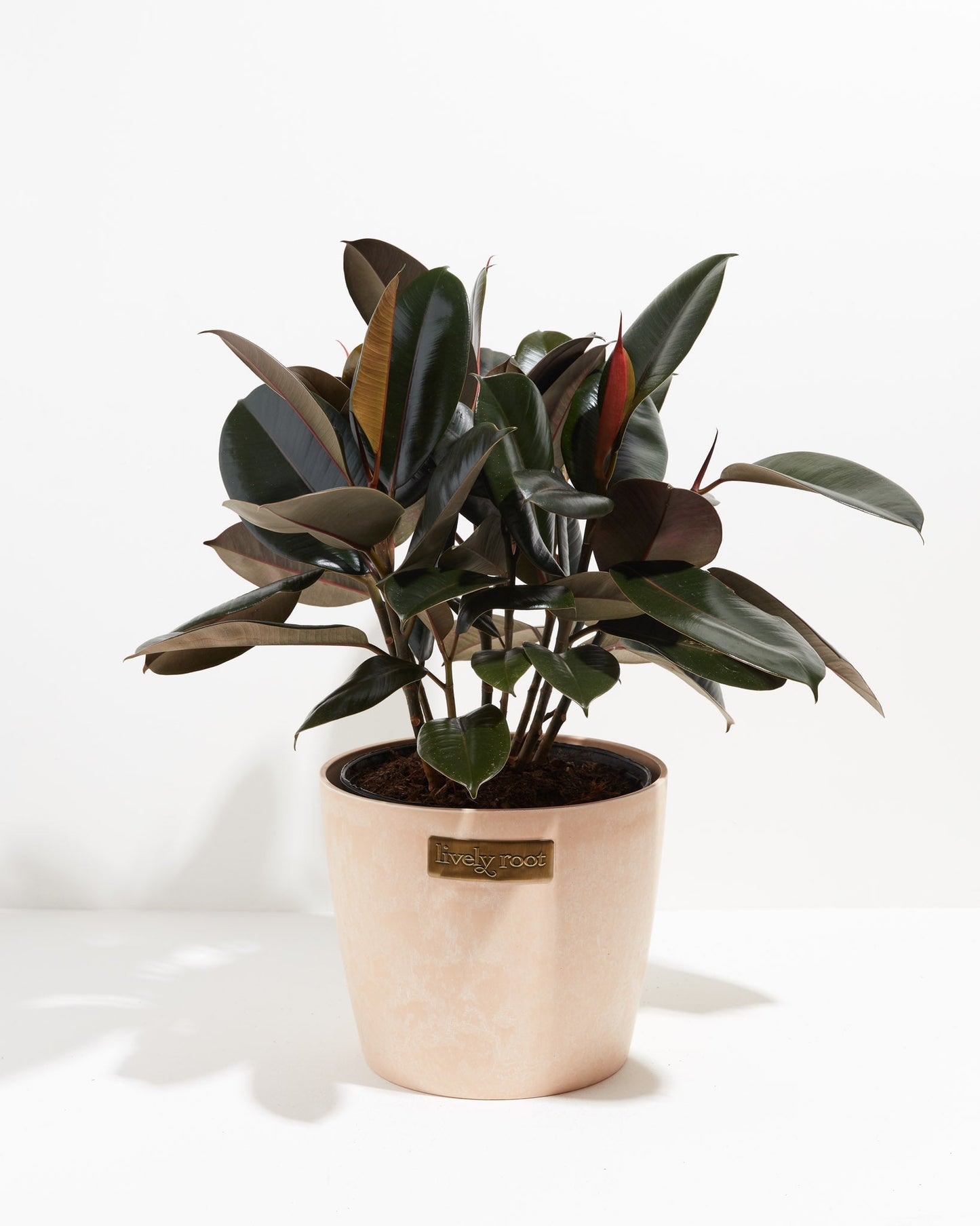 Lively Root - Ficus Elastica - Burgundy Rubber Tree
