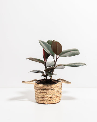 Lively Root - Ficus Elastica - Burgundy Rubber Tree