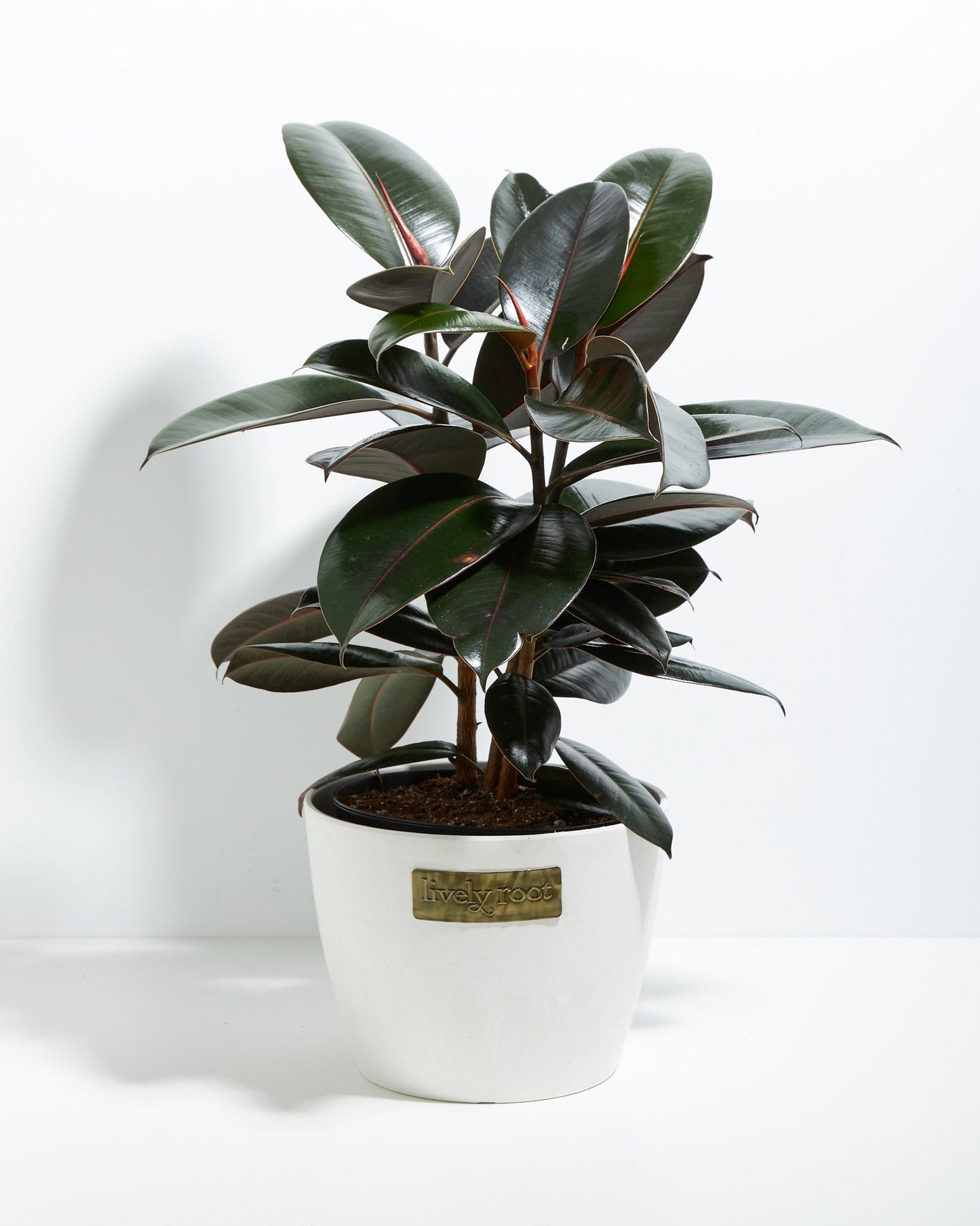 Lively Root - Ficus Elastica - Burgundy Rubber Tree
