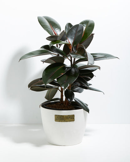 Lively Root - Ficus Elastica - Burgundy Rubber Tree