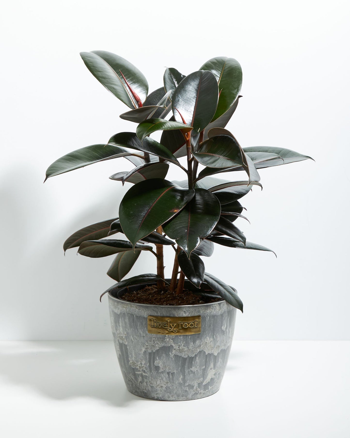 Lively Root - Ficus Elastica - Burgundy Rubber Tree