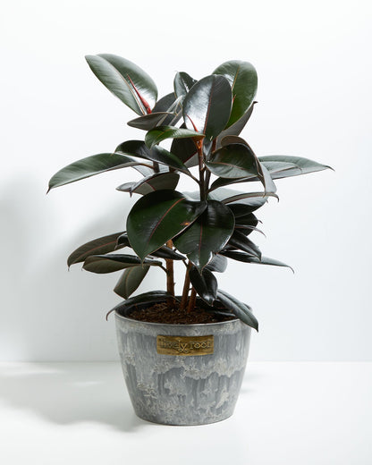 Lively Root - Ficus Elastica - Burgundy Rubber Tree