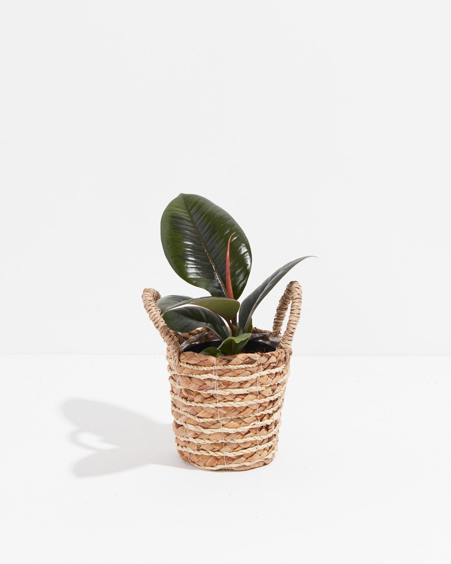 Lively Root - Ficus Elastica - Burgundy Rubber Tree