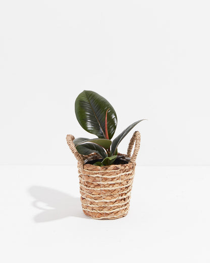 Lively Root - Ficus Elastica - Burgundy Rubber Tree