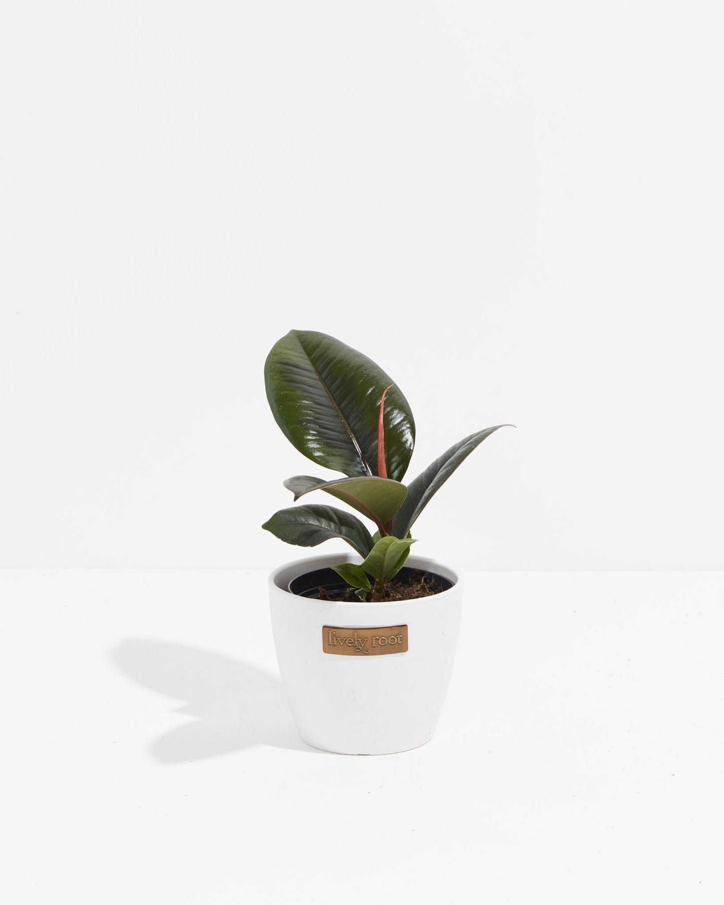 Lively Root - Ficus Elastica - Burgundy Rubber Tree