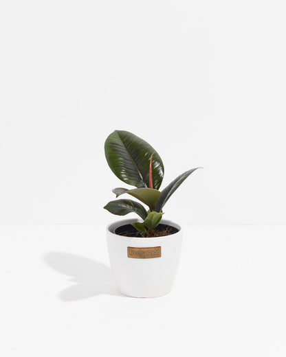 Lively Root - Ficus Elastica - Burgundy Rubber Tree