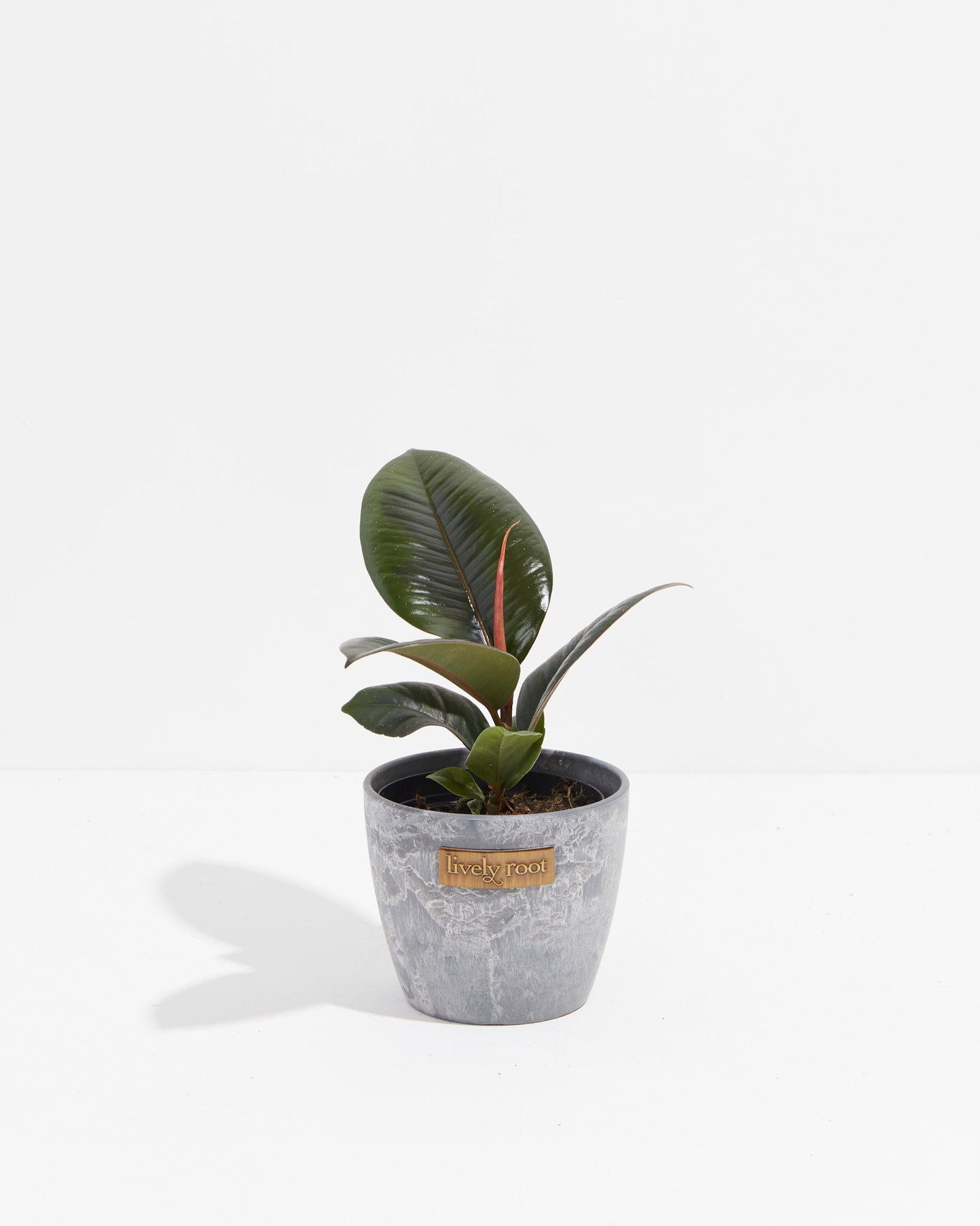 Lively Root - Ficus Elastica - Burgundy Rubber Tree