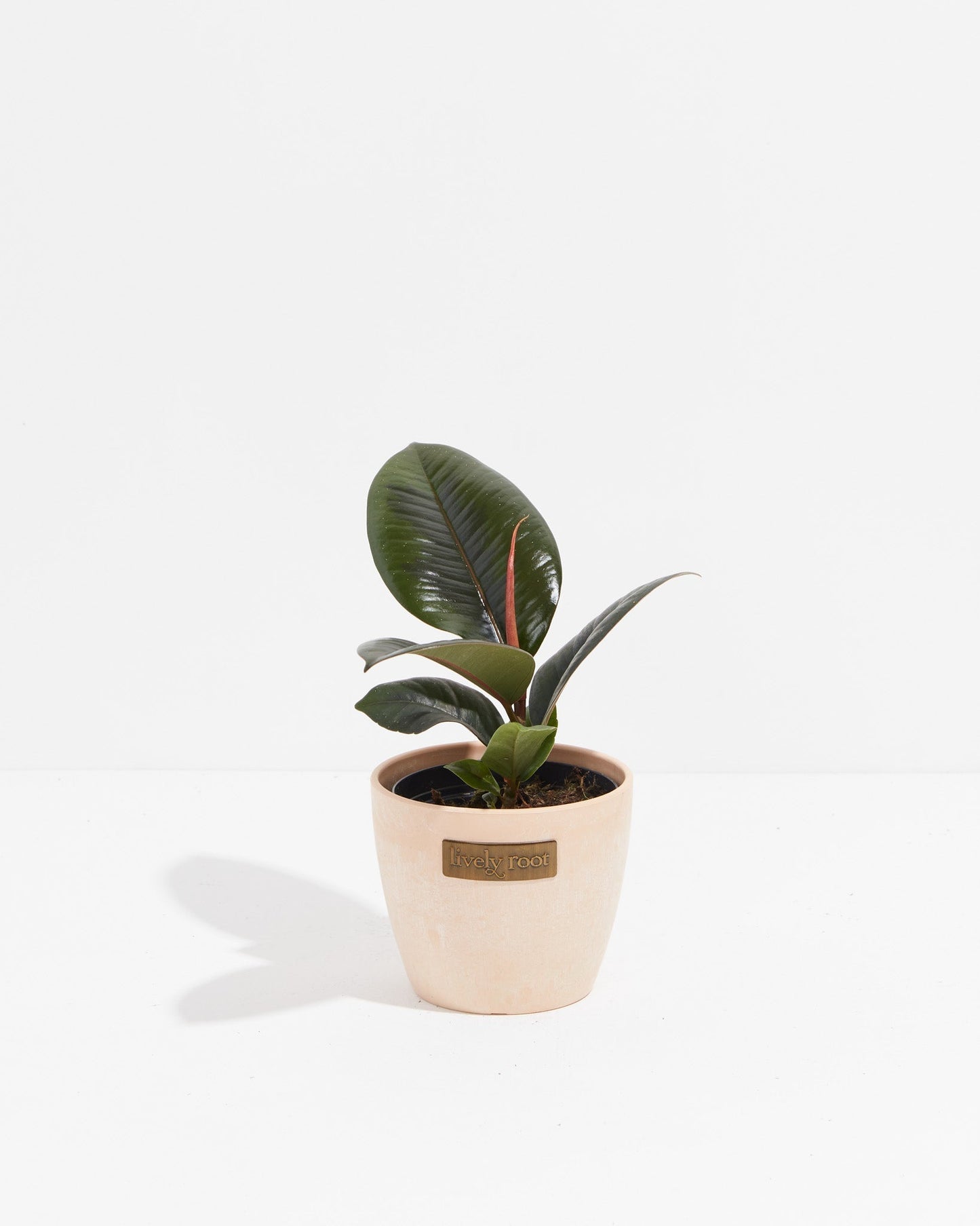 Lively Root - Ficus Elastica - Burgundy Rubber Tree