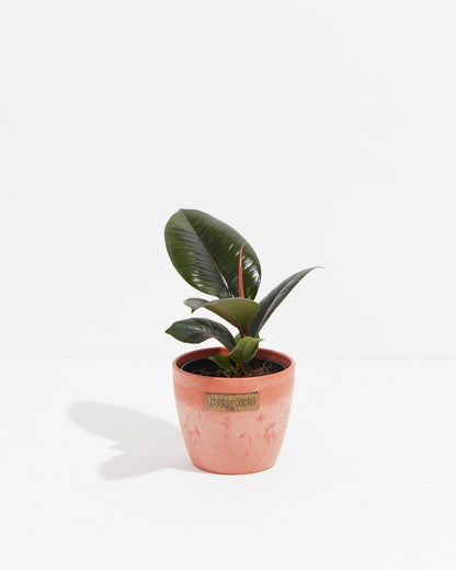 Lively Root - Ficus Elastica - Burgundy Rubber Tree