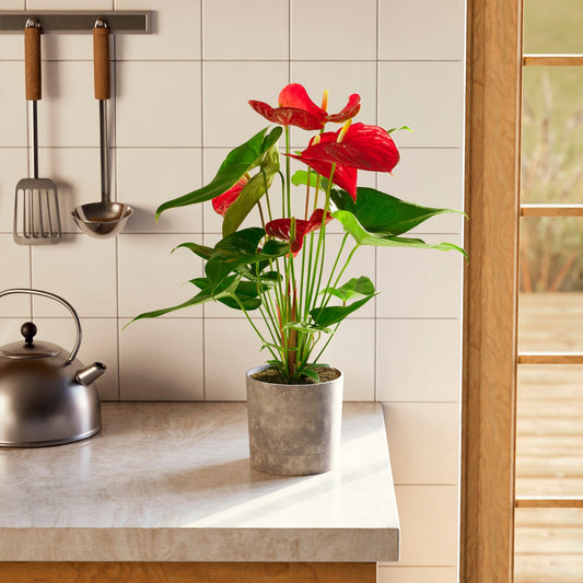 Lively Root - Anthurium Andraeanum - Flamingo Flower