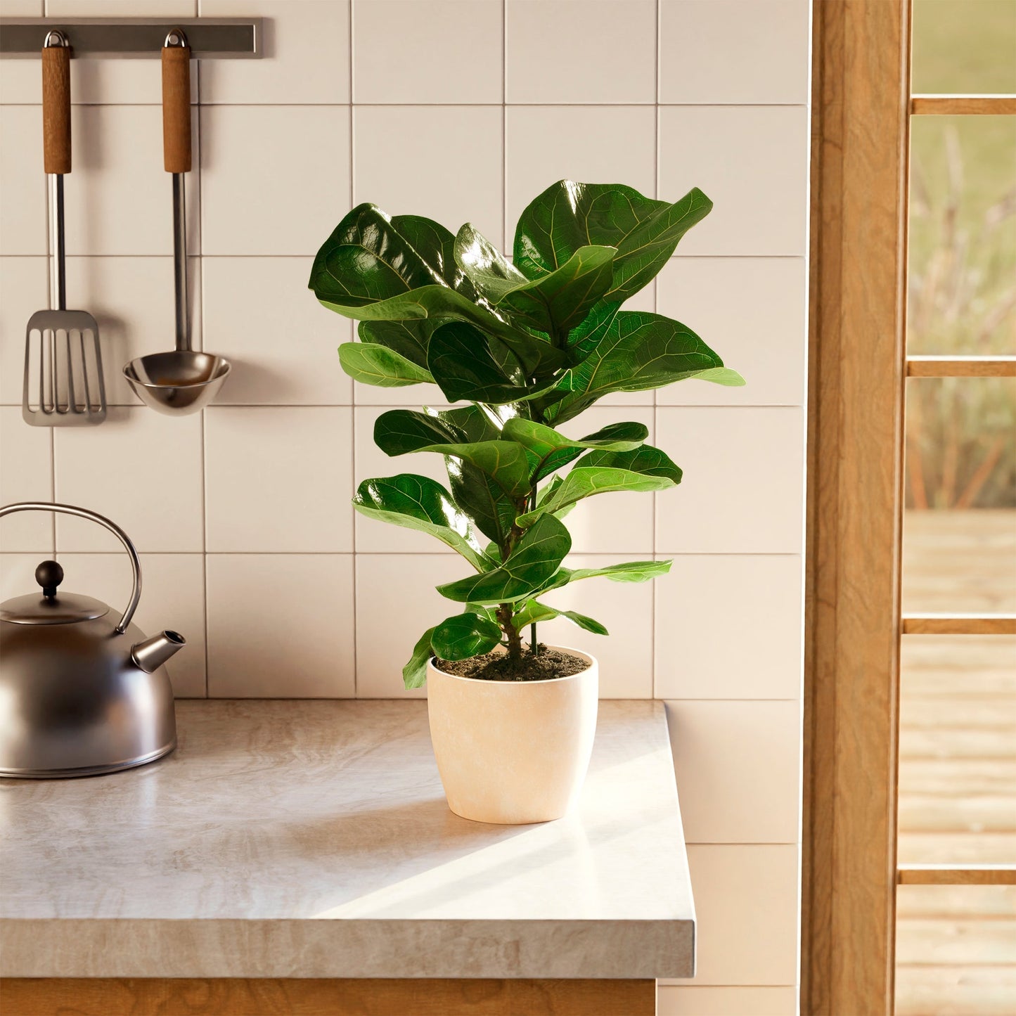 Lively Root - Fiddle Leaf Fig Tree (Ficus Lyrata)