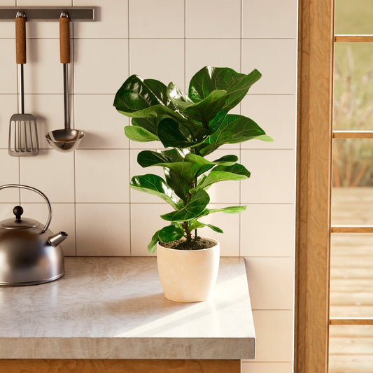 Lively Root - Fiddle Leaf Fig Tree (Ficus Lyrata)