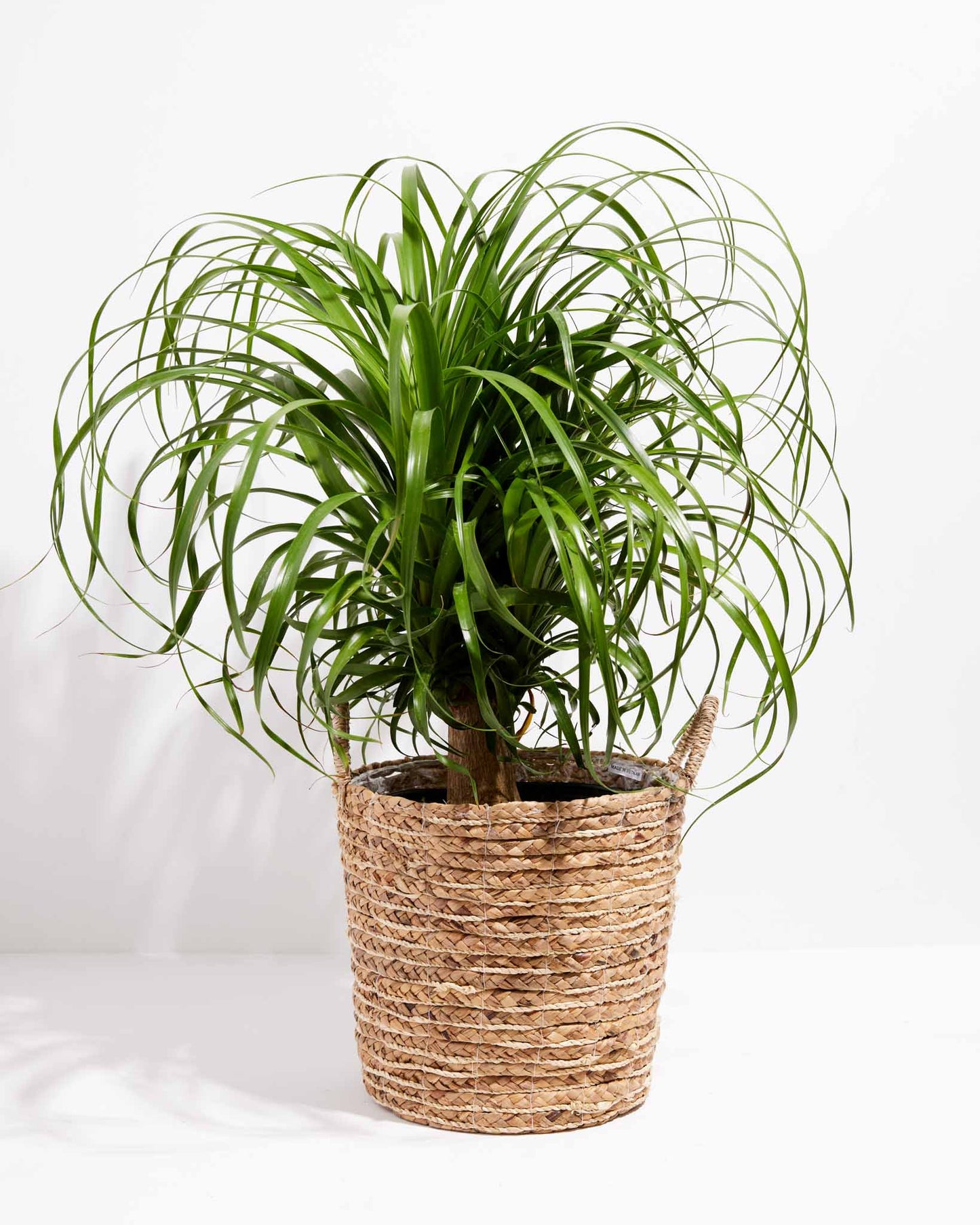 Lively Root - Ponytail Palm Tree