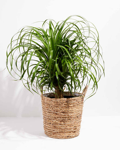 Lively Root - Ponytail Palm Tree