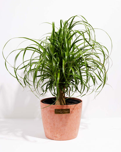 Lively Root - Ponytail Palm Tree