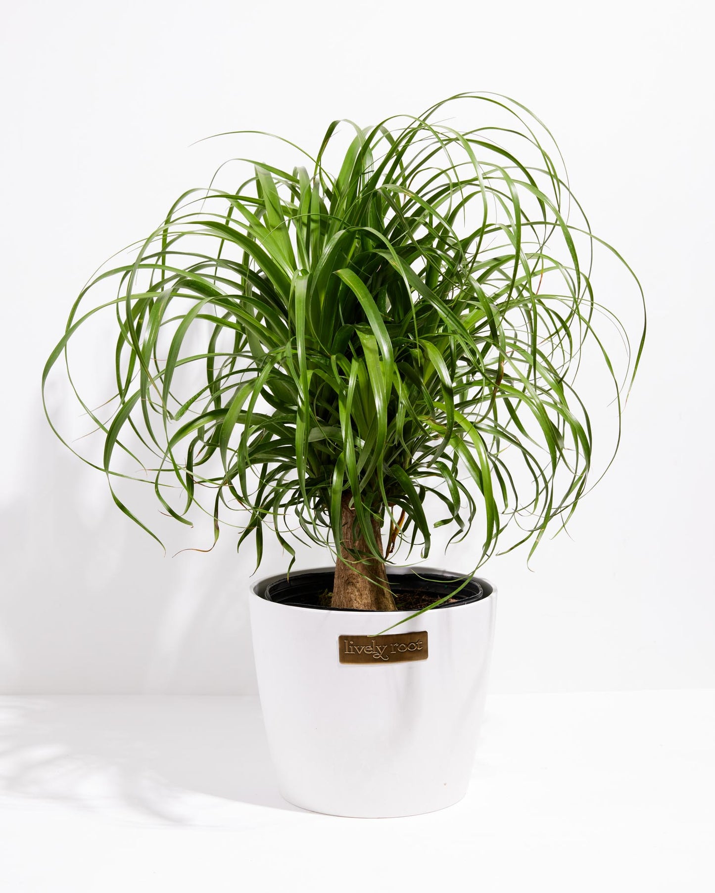 Lively Root - Ponytail Palm Tree