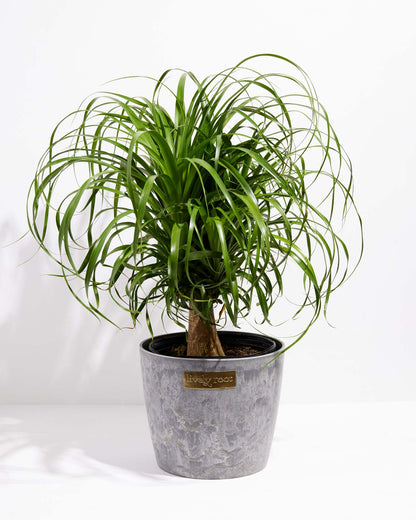 Lively Root - Ponytail Palm Tree