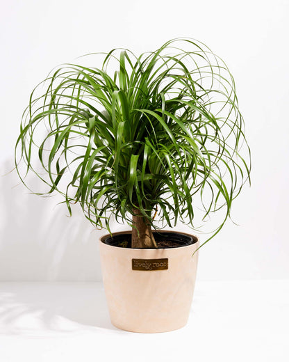 Lively Root - Ponytail Palm Tree