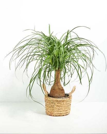 Lively Root - Ponytail Palm Tree
