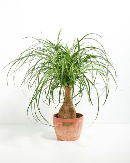 Lively Root - Ponytail Palm Tree