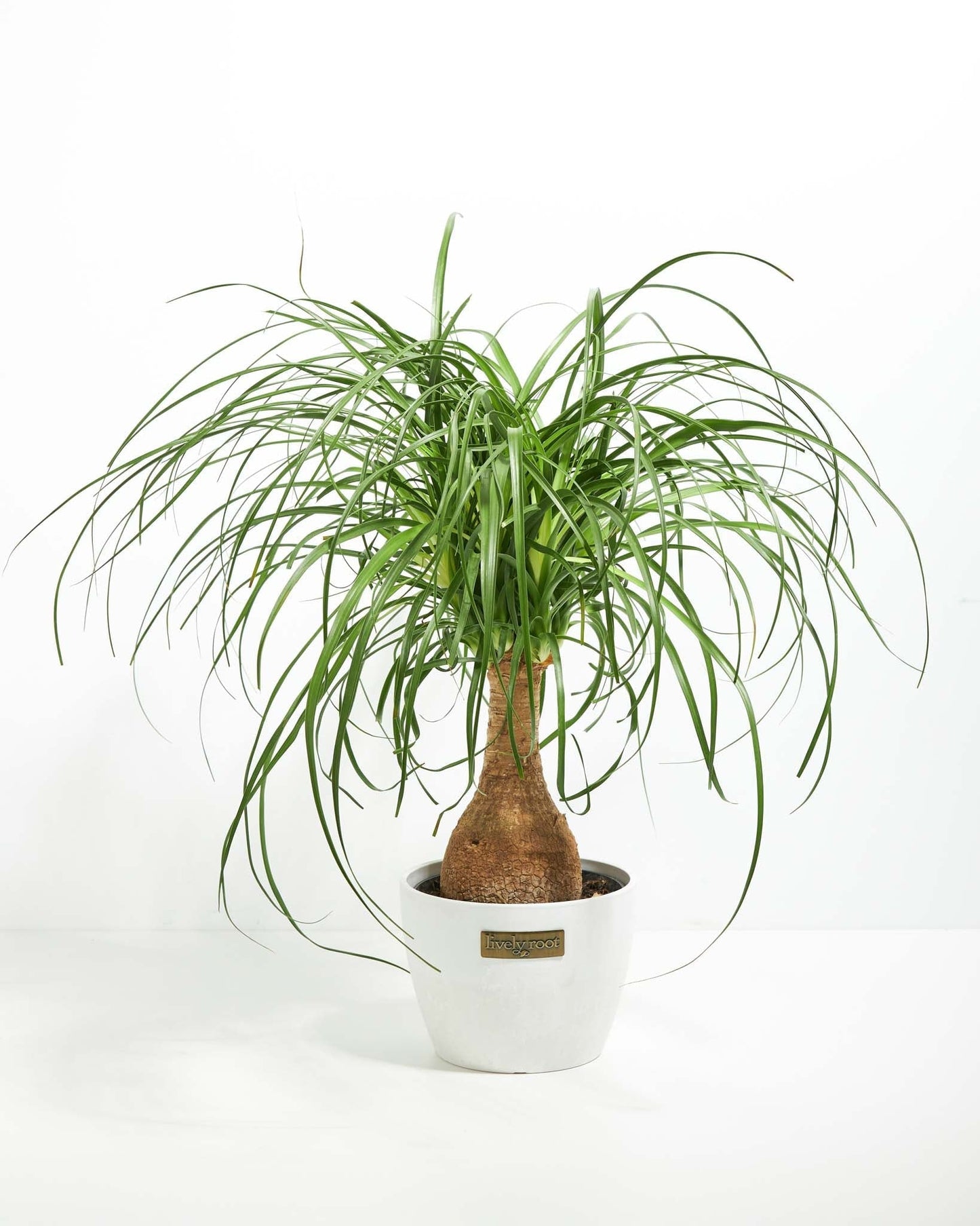 Lively Root - Ponytail Palm Tree