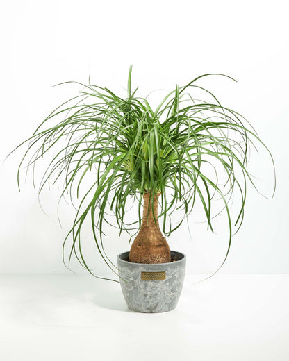 Lively Root - Ponytail Palm Tree