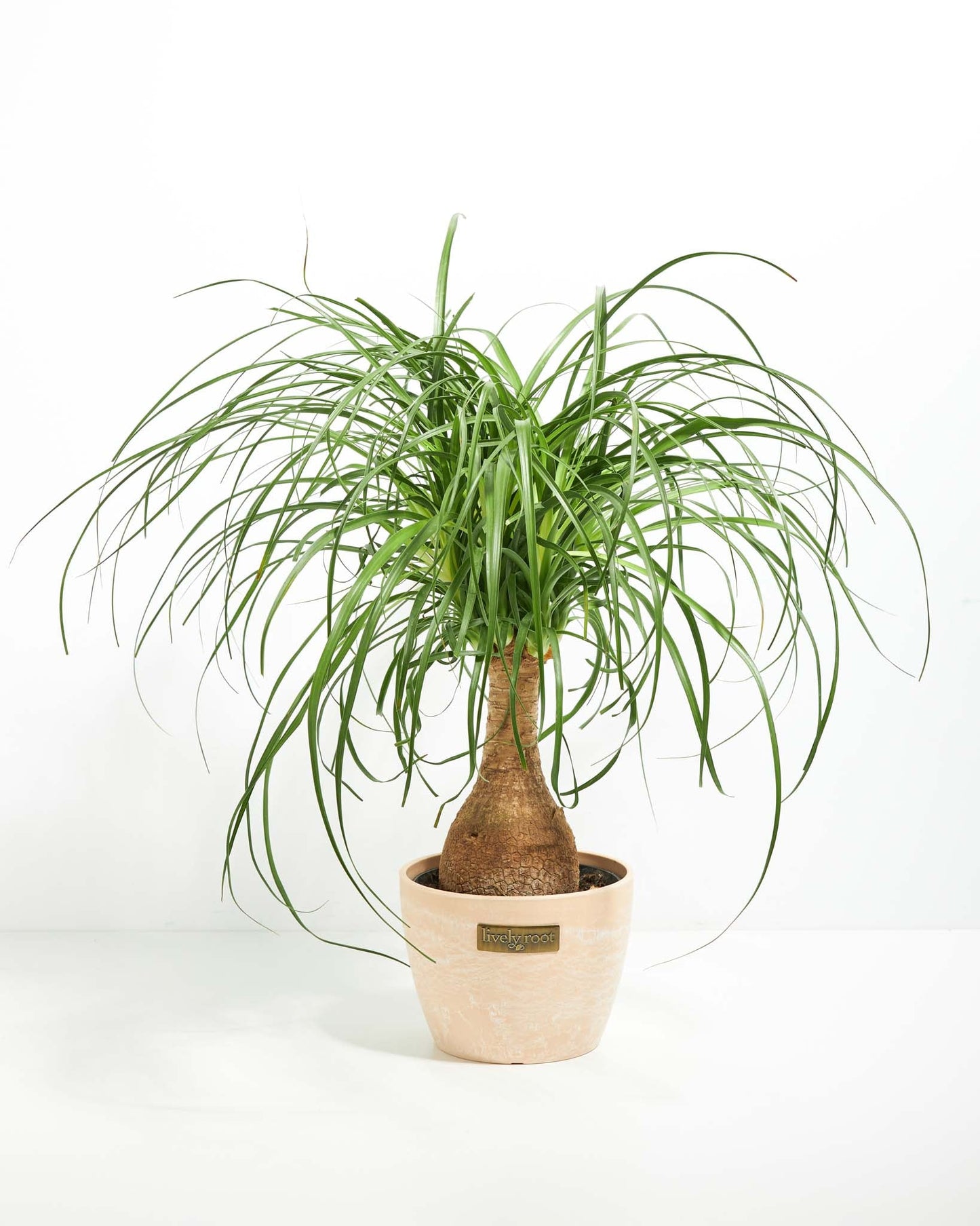 Lively Root - Ponytail Palm Tree