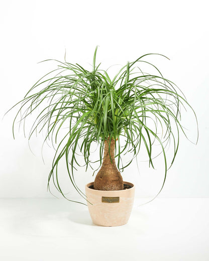 Lively Root - Ponytail Palm Tree