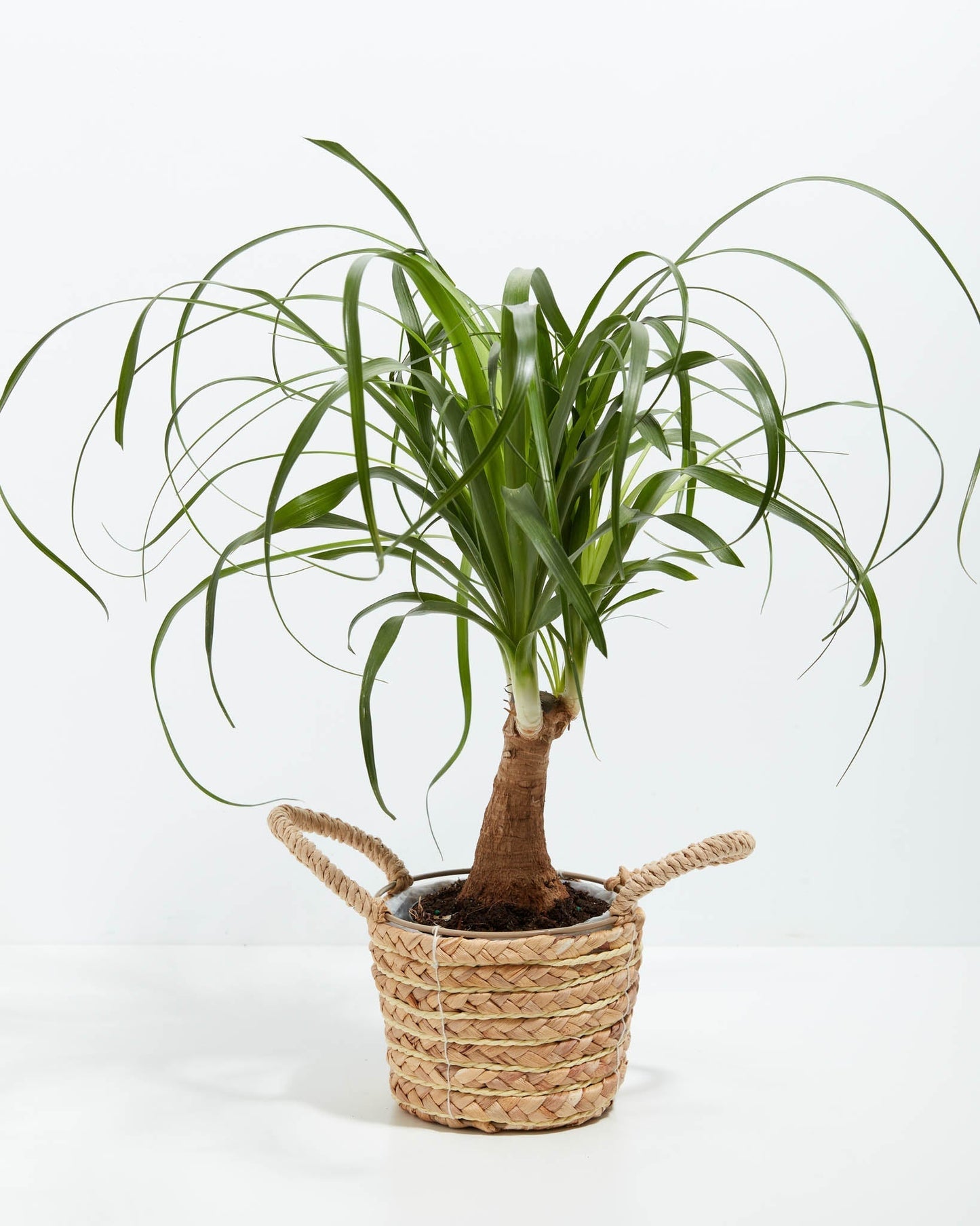 Lively Root - Ponytail Palm Tree