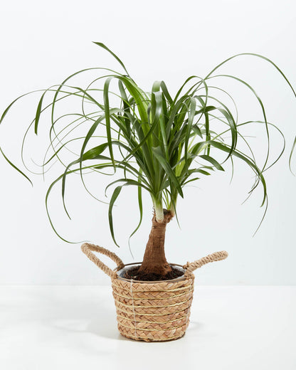 Lively Root - Ponytail Palm Tree