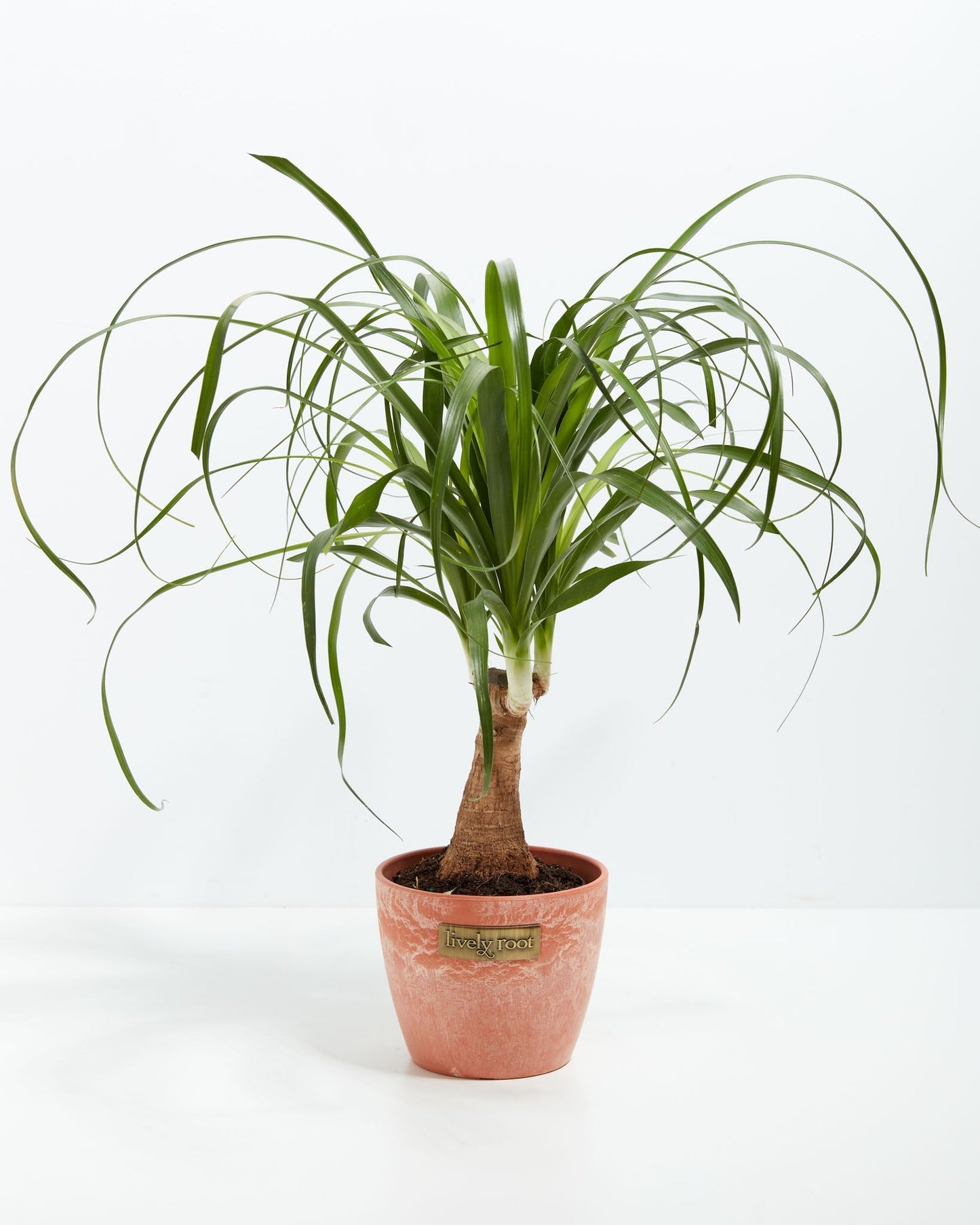 Lively Root - Ponytail Palm Tree