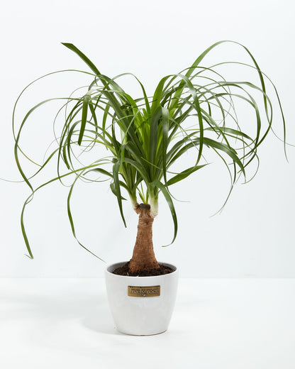 Lively Root - Ponytail Palm Tree
