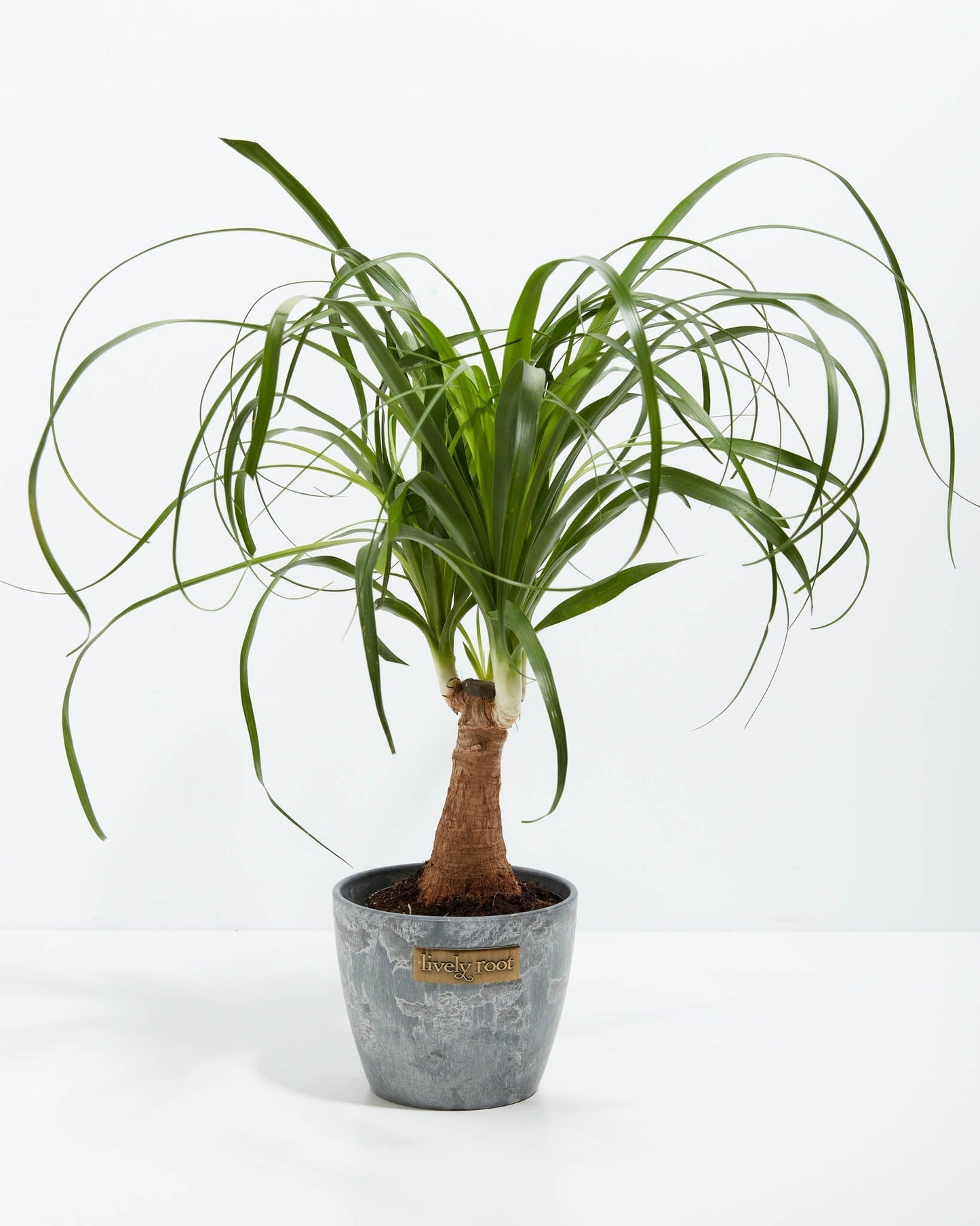 Lively Root - Ponytail Palm Tree