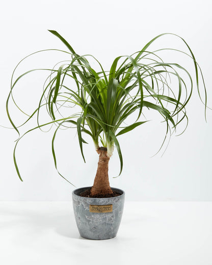 Lively Root - Ponytail Palm Tree