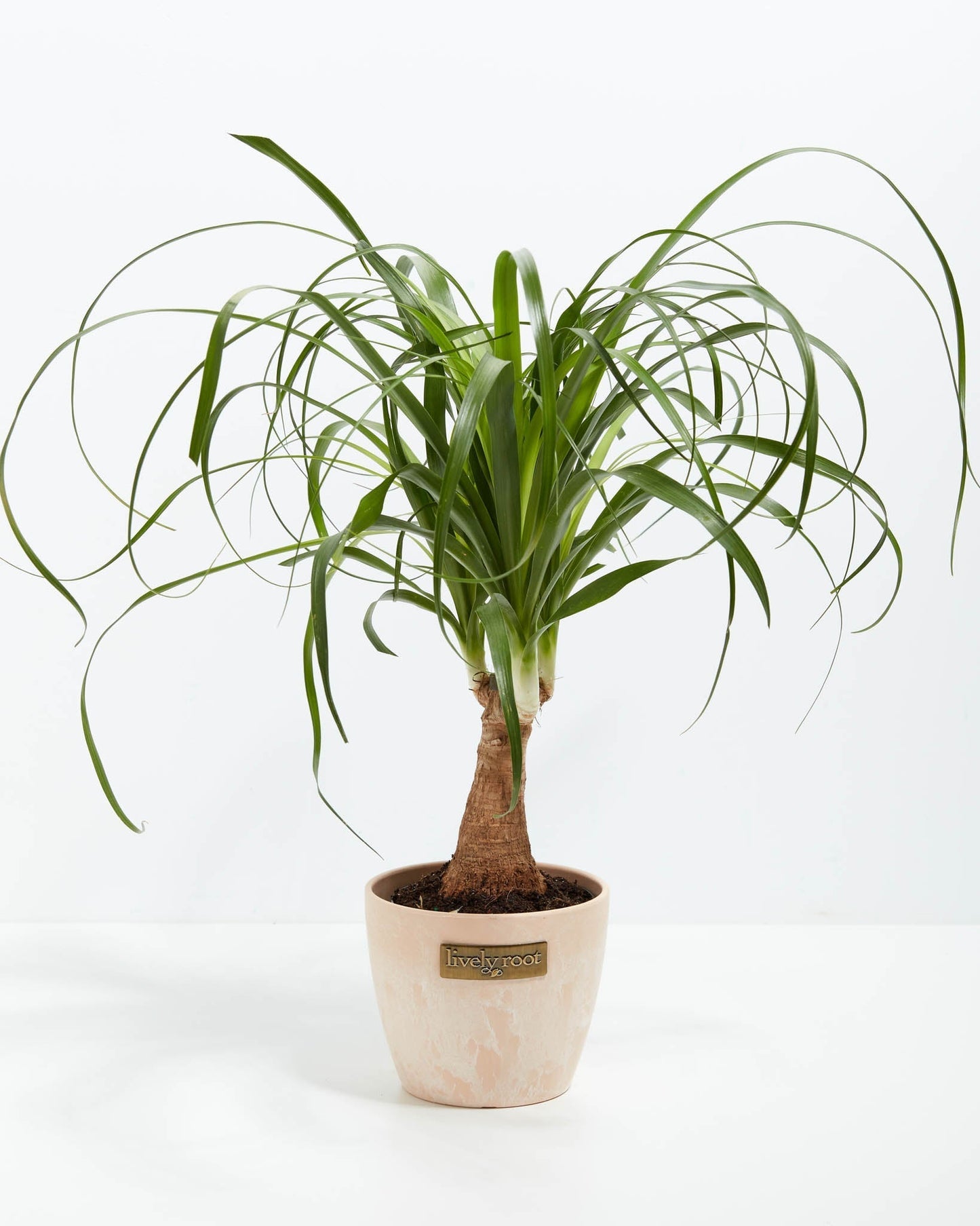 Lively Root - Ponytail Palm Tree