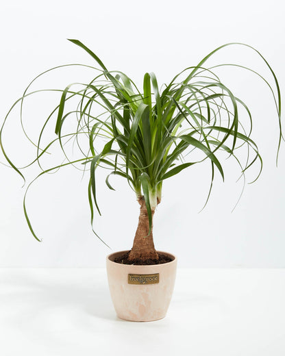 Lively Root - Ponytail Palm Tree